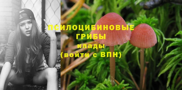 стафф Алексин